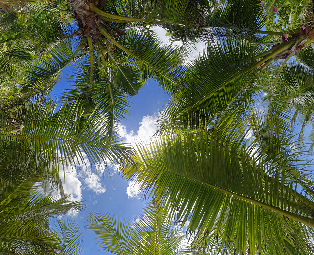 coconuts tree 08
